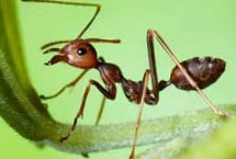 Ants in Calgary
