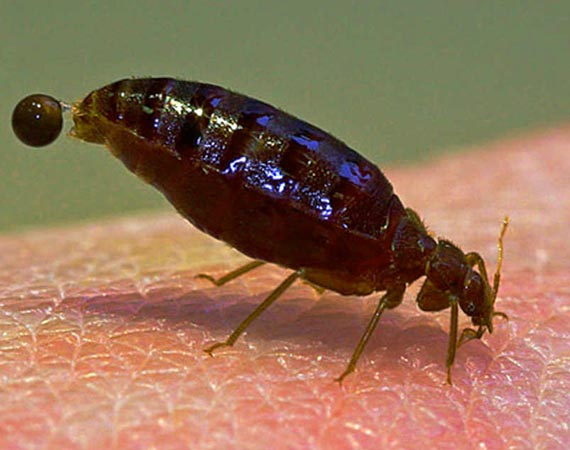 Bedbug Extermination Calgary