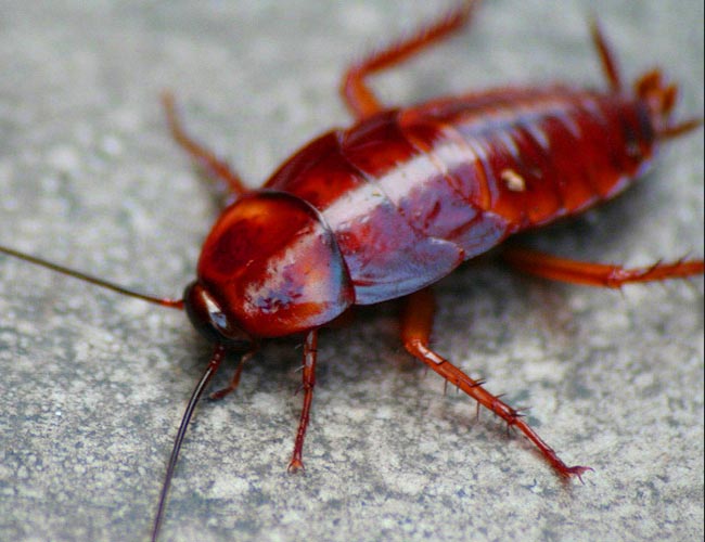 Professional cockroach Removal Calgary